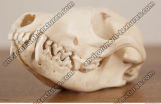 photo reference of skull 0005
